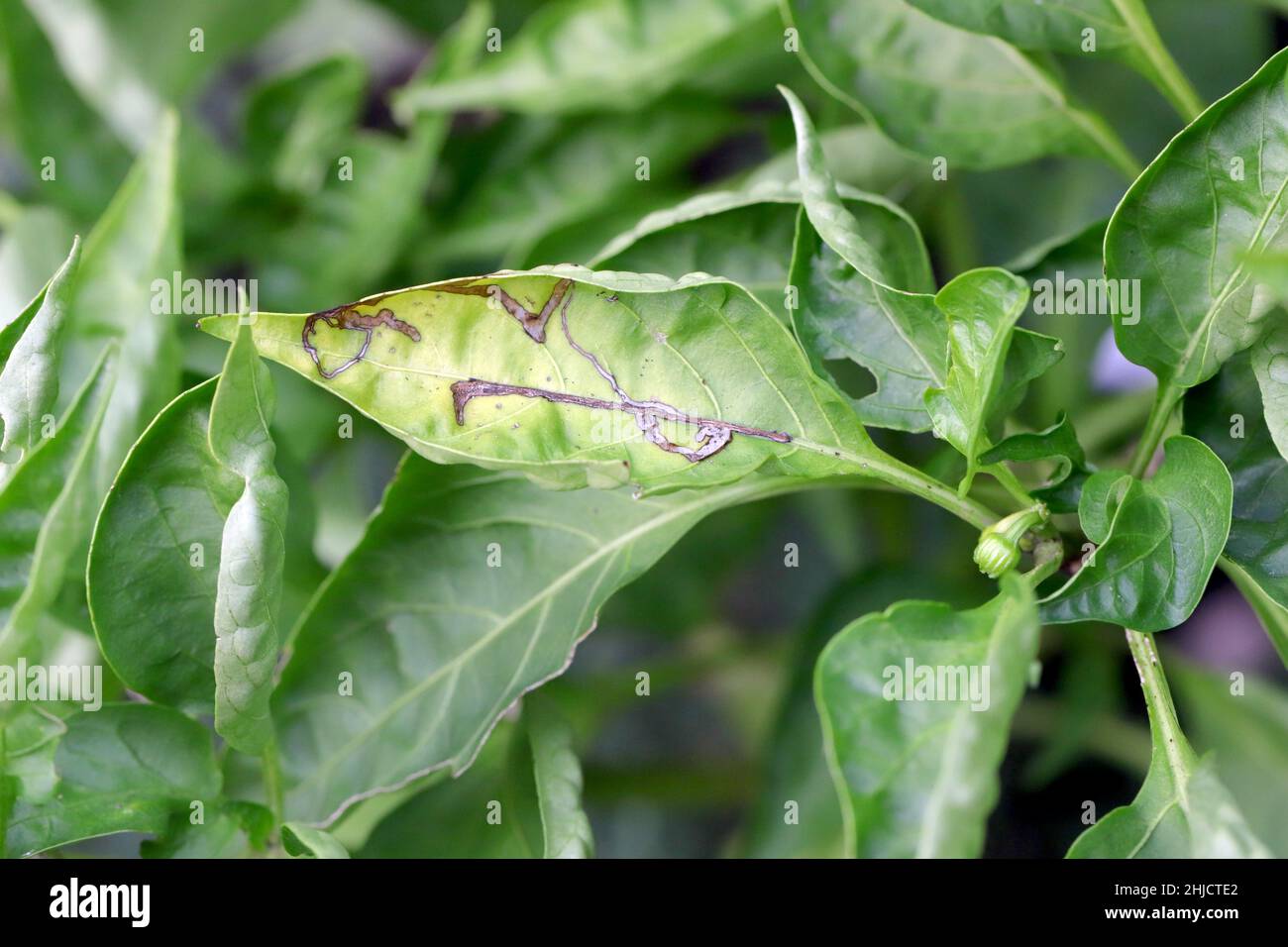 Pfefferpflanze Blatt durch Blatt Bergmann beschädigt, ist eine Art von Insekten, eine Fliege in der Familie Agromyzidae. Stockfoto
