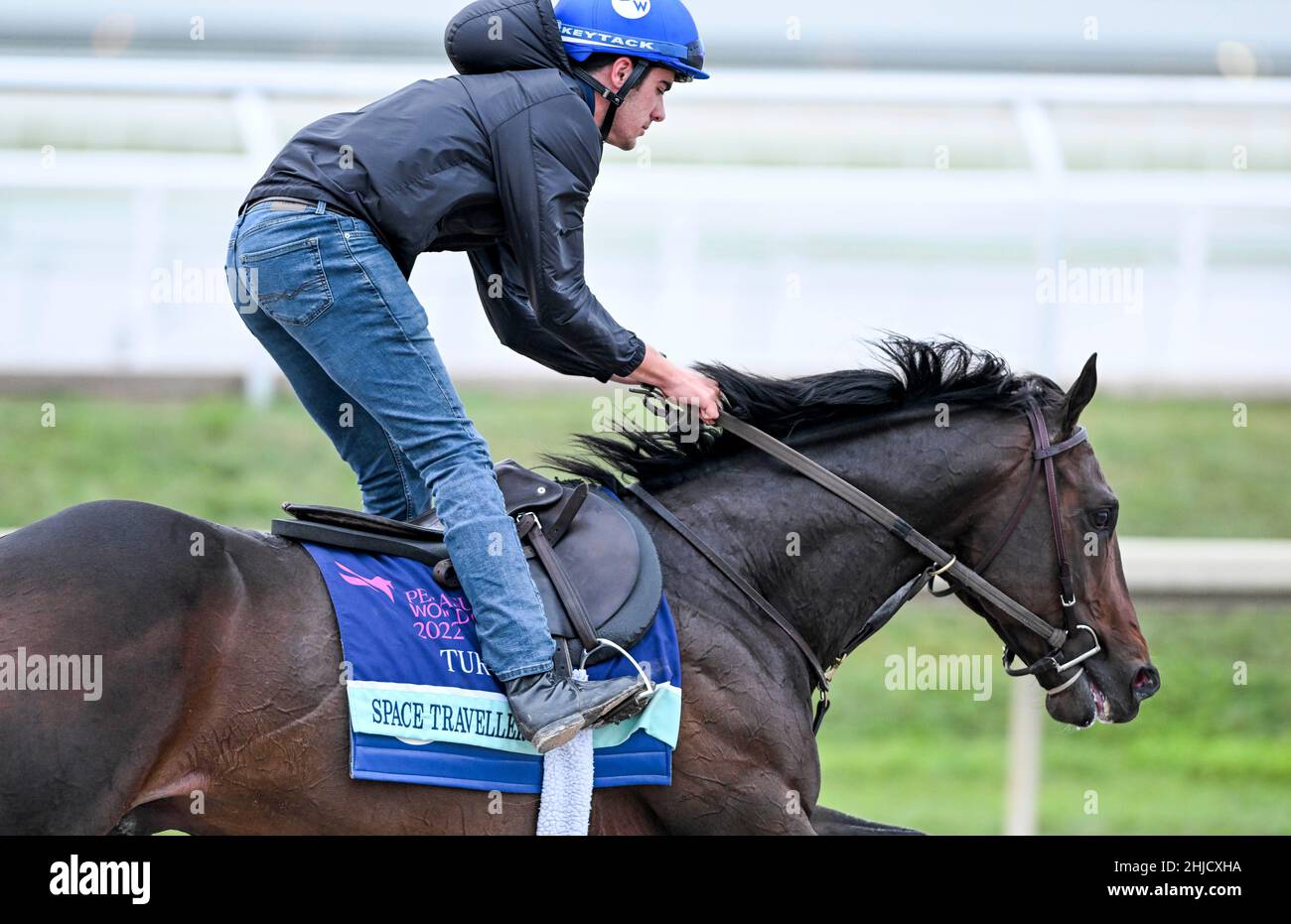 Hallandale Beach, FL, USA. 28th Januar 2022. 28. Januar 2022: Space Traveller Übungen während der Pegasus World Cup Invitational Week im Gulfstream Park in Hallandale Beach, Florida. Scott Serio/Eclipse Sportswire/CSM/Alamy Live News Stockfoto