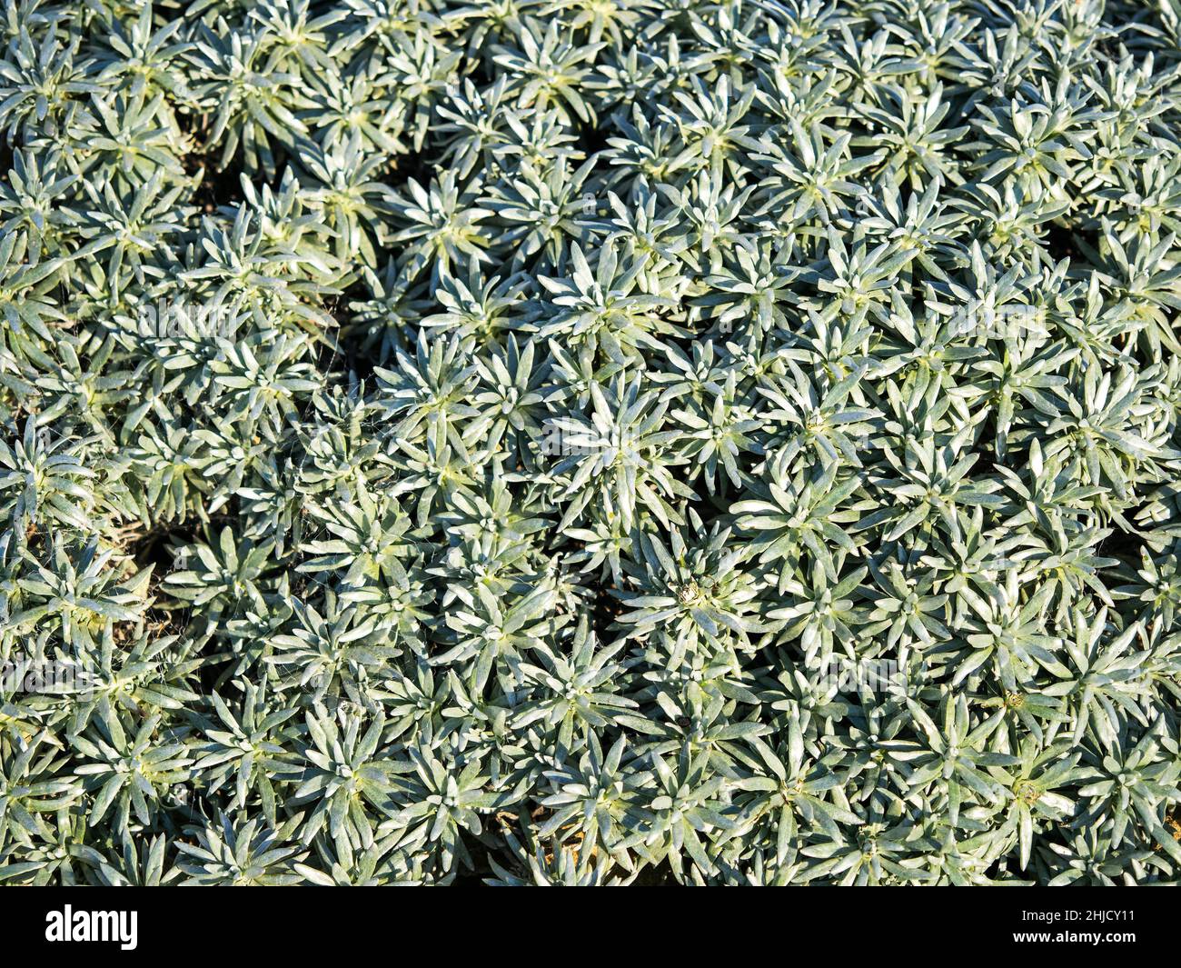 Dichte, silbrig grüne Blätter von Helichrysum arwae Stockfoto