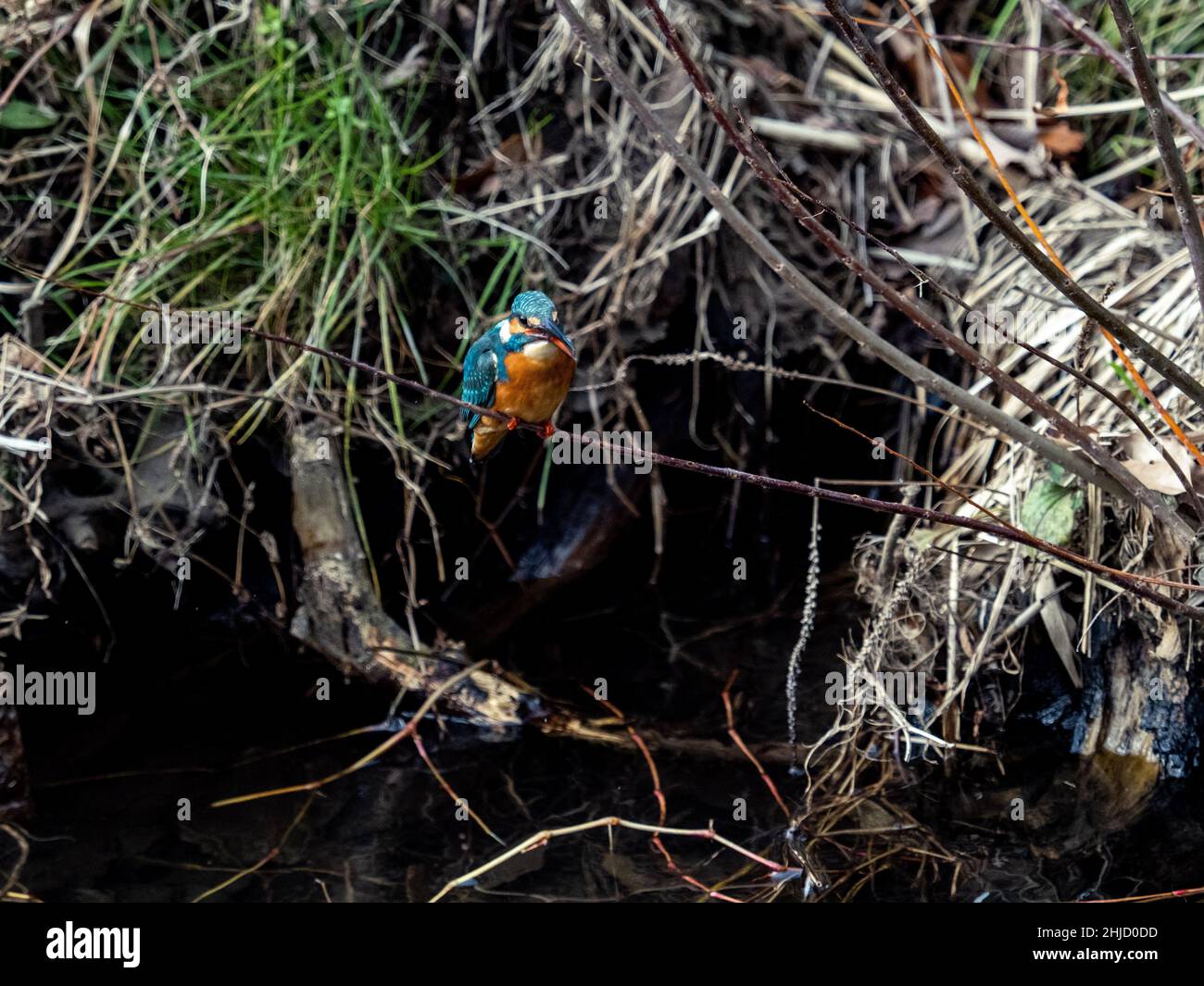 Nahaufnahme eines Eiskönigs (Alcedo atthis bengalensis) über dem Izumi-Fluss, Yokohama, Japan Stockfoto