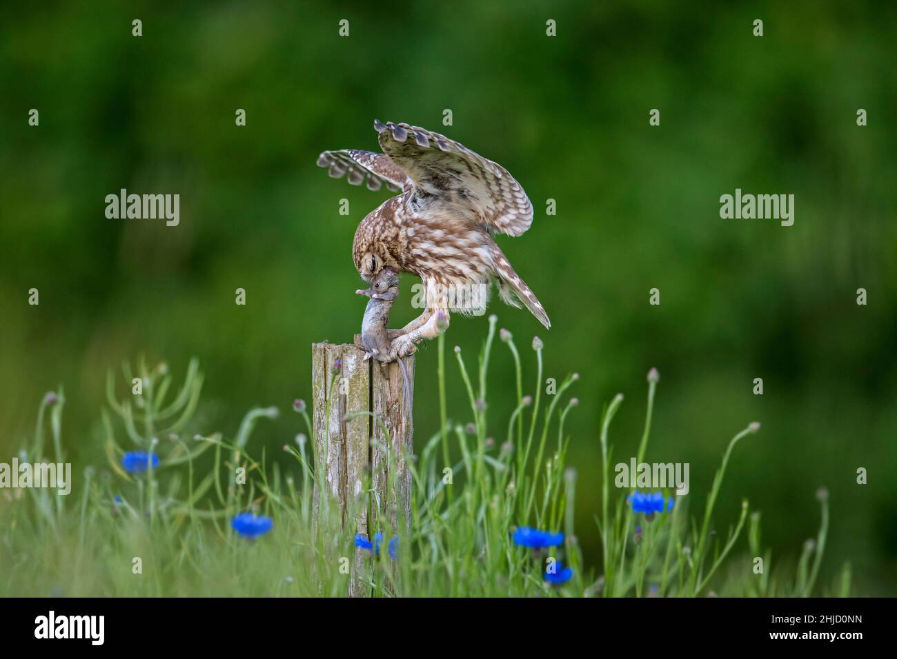 Beringte kleine Eule (Athene noctua) landet mit gefangener Mausbeute im Schnabel auf einem alten, verwitterten Zaunpfosten entlang der Wiese Stockfoto