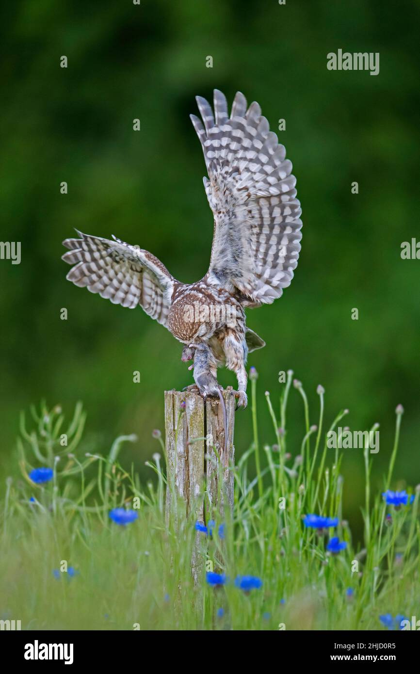 Beringte kleine Eule (Athene noctua) landet mit gefangener Mausbeute im Schnabel auf einem alten, verwitterten Zaunpfosten entlang der Wiese Stockfoto