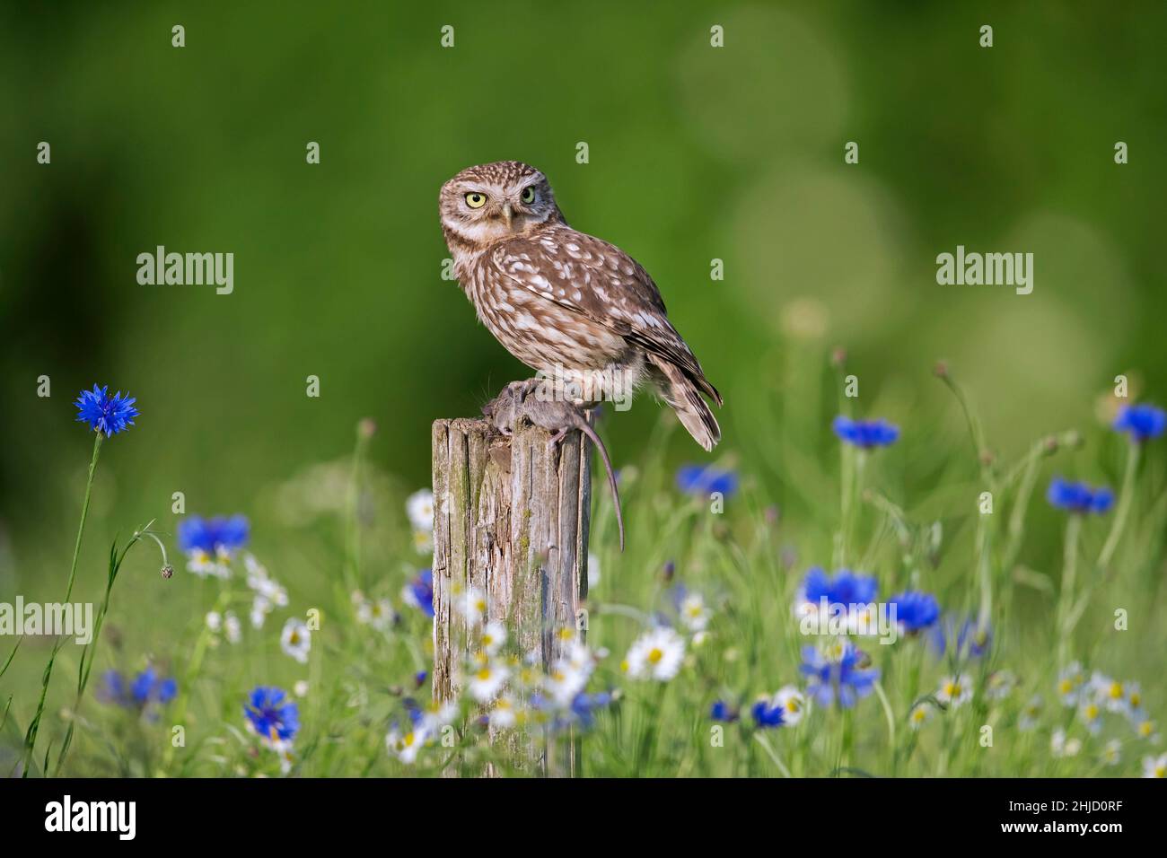 Beringte kleine Eule (Athene noctua) hält Gefangene Mausraub in seinen Krallen, während sie auf einem alten, verwitterten Zaunpfosten entlang der Wiese thront Stockfoto