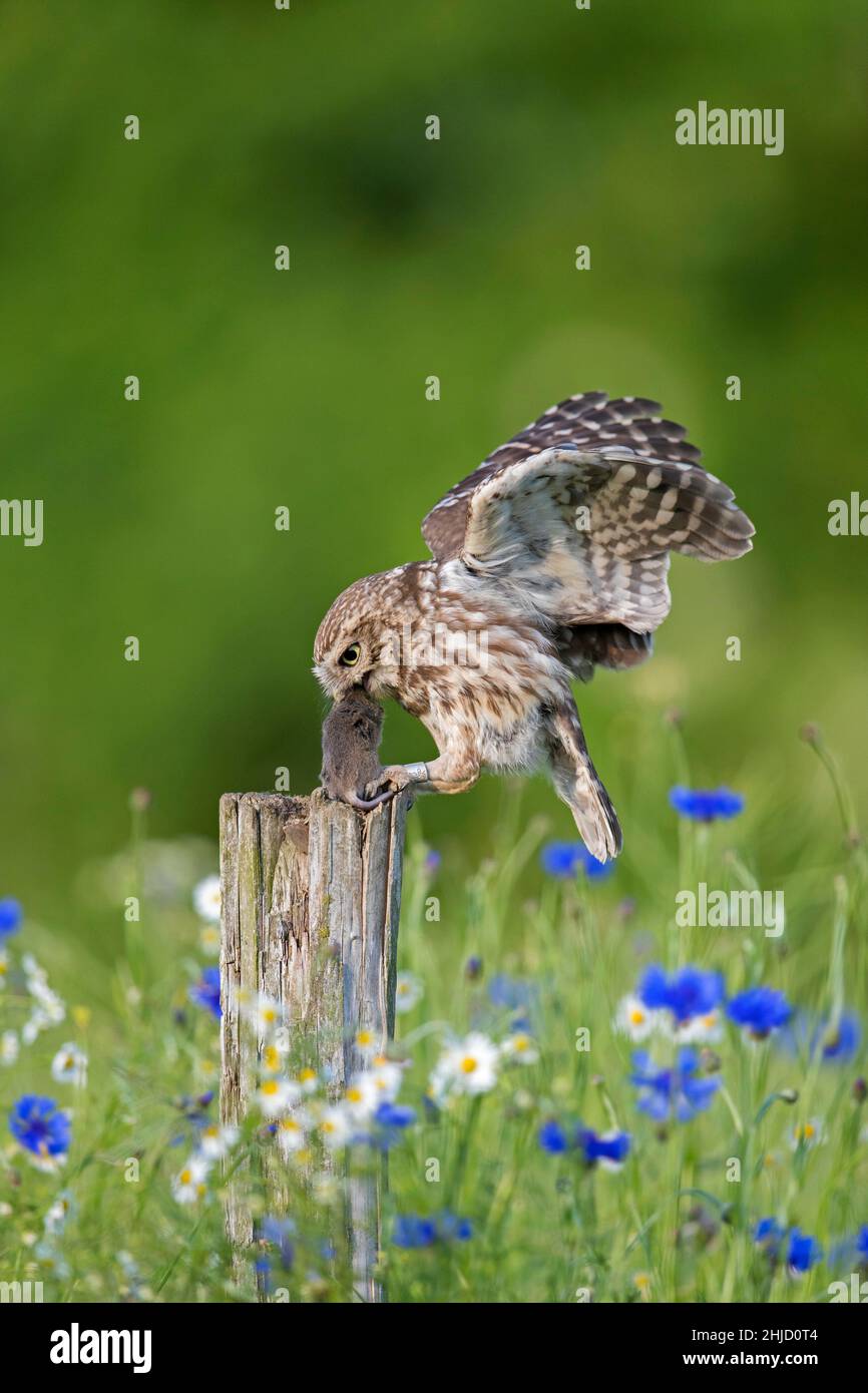 Beringte kleine Eule (Athene noctua) landet mit gefangener Mausbeute im Schnabel auf einem alten, verwitterten Zaunpfosten entlang der Wiese Stockfoto