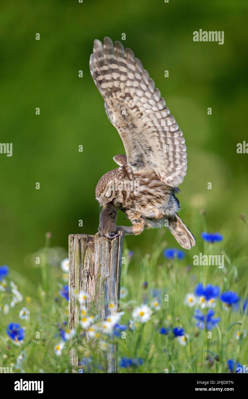 Beringte kleine Eule (Athene noctua) landet mit gefangener Mausbeute im Schnabel auf einem alten, verwitterten Zaunpfosten entlang der Wiese Stockfoto