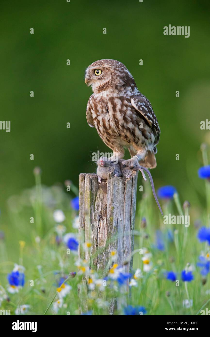 Beringte kleine Eule (Athene noctua) hält Gefangene Mausraub in seinen Krallen, während sie auf einem alten, verwitterten Zaunpfosten entlang der Wiese thront Stockfoto