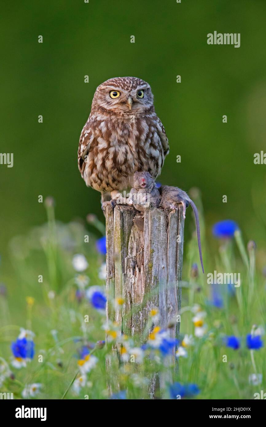Beringte kleine Eule (Athene noctua) hält Gefangene Mausraub in seinen Krallen, während sie auf einem alten, verwitterten Zaunpfosten entlang der Wiese thront Stockfoto