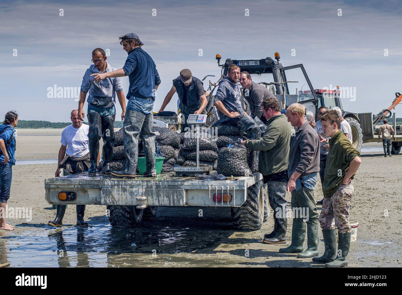 pêche aux coques en baie de Somme, tracteurs et remorques. pêche à pied professionnelle. Stockfoto