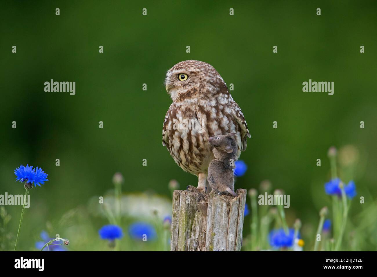 Beringte kleine Eule (Athene noctua) hält Gefangene Mausraub in seinen Krallen, während sie auf einem alten, verwitterten Zaunpfosten entlang der Wiese thront Stockfoto