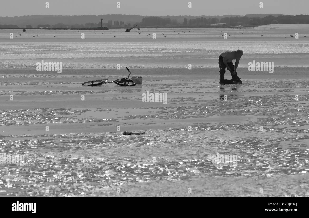 pêche à pied en baie de Somme, coques, hénons Stockfoto