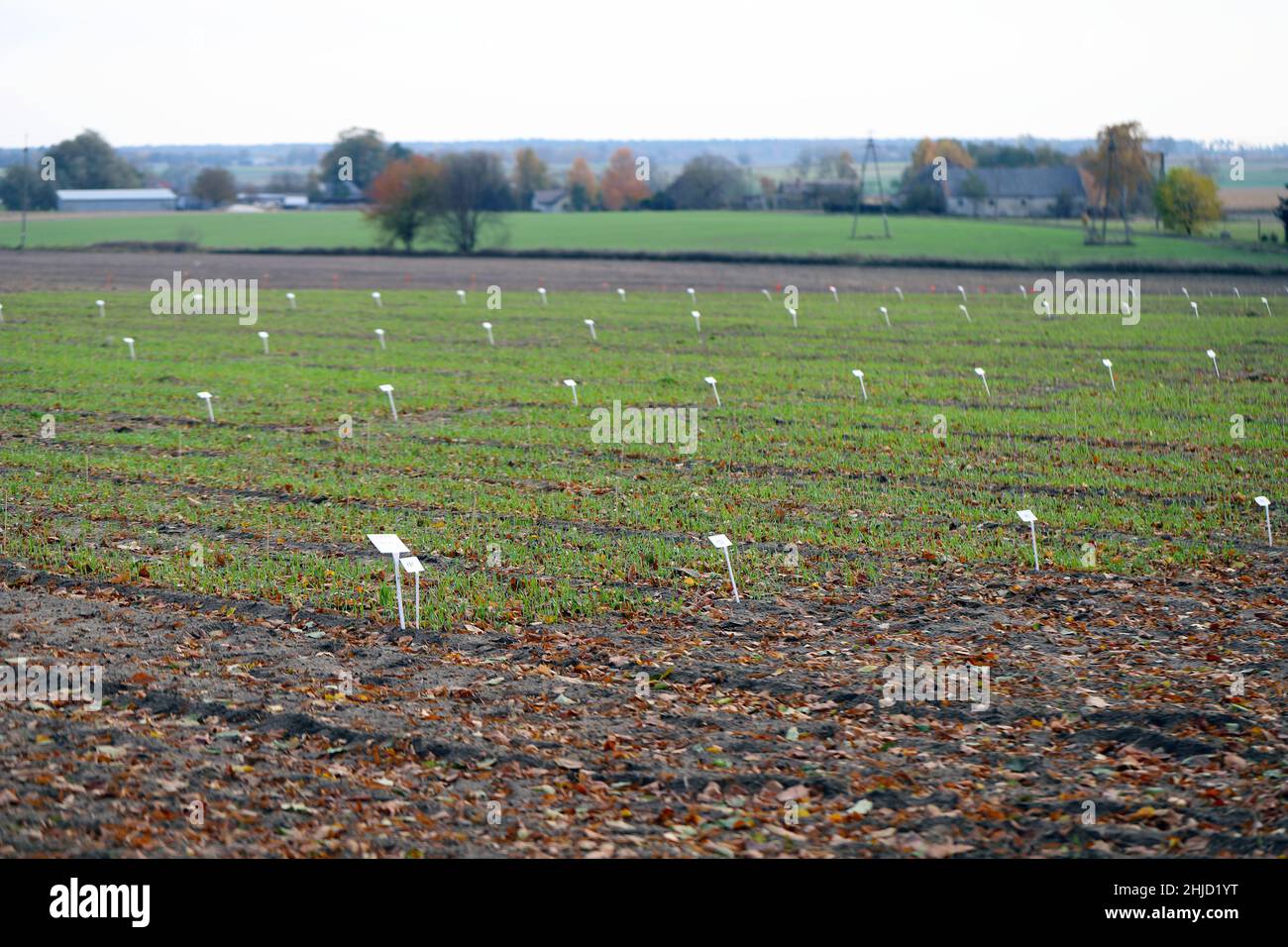 Versuche mit Pflanzenschutzmitteln, die unter Feldbedingungen an Kulturen durchgeführt wurden. Pestizide. Stockfoto