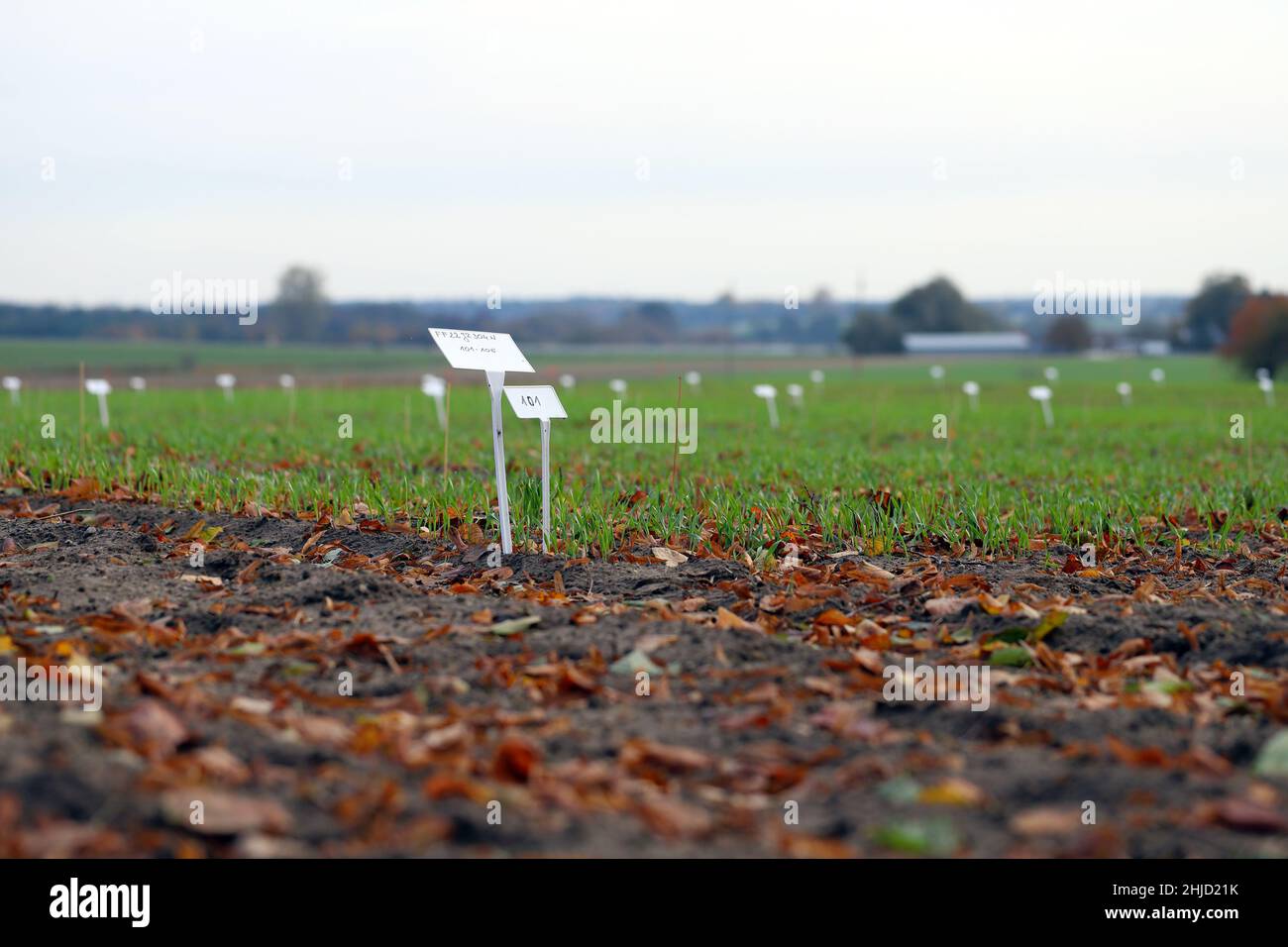Versuche mit Pflanzenschutzmitteln, die unter Feldbedingungen an Kulturen durchgeführt wurden. Pestizide. Stockfoto