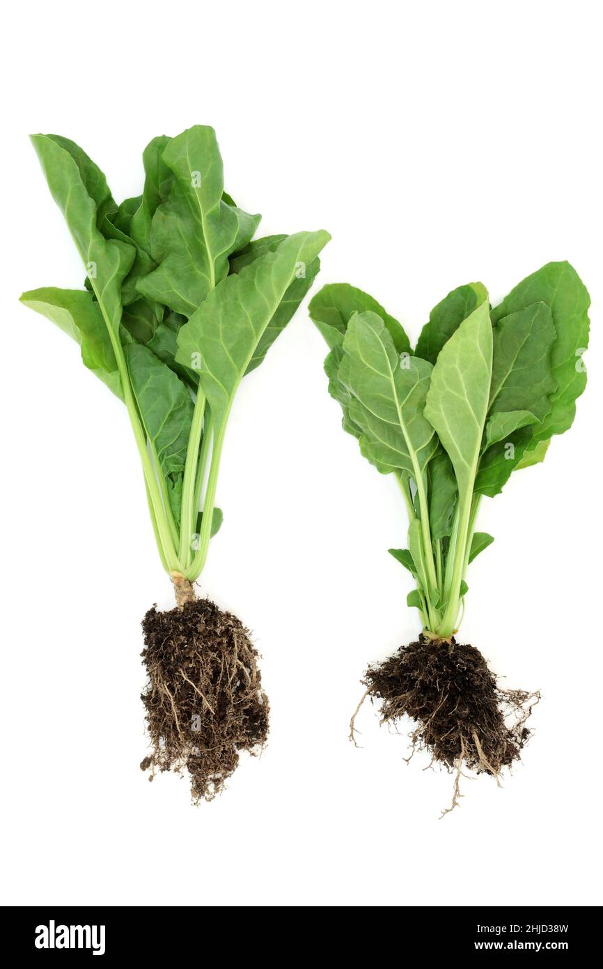 Spinatpflanzen sehr nahrhaft frisch Bio mit Blättern und Bodenwurzelbällchen. Gesunde Lebensmittel reich an Ballaststoffen, Antioxidantien, Vitaminen und Mineralstoffen. Stockfoto