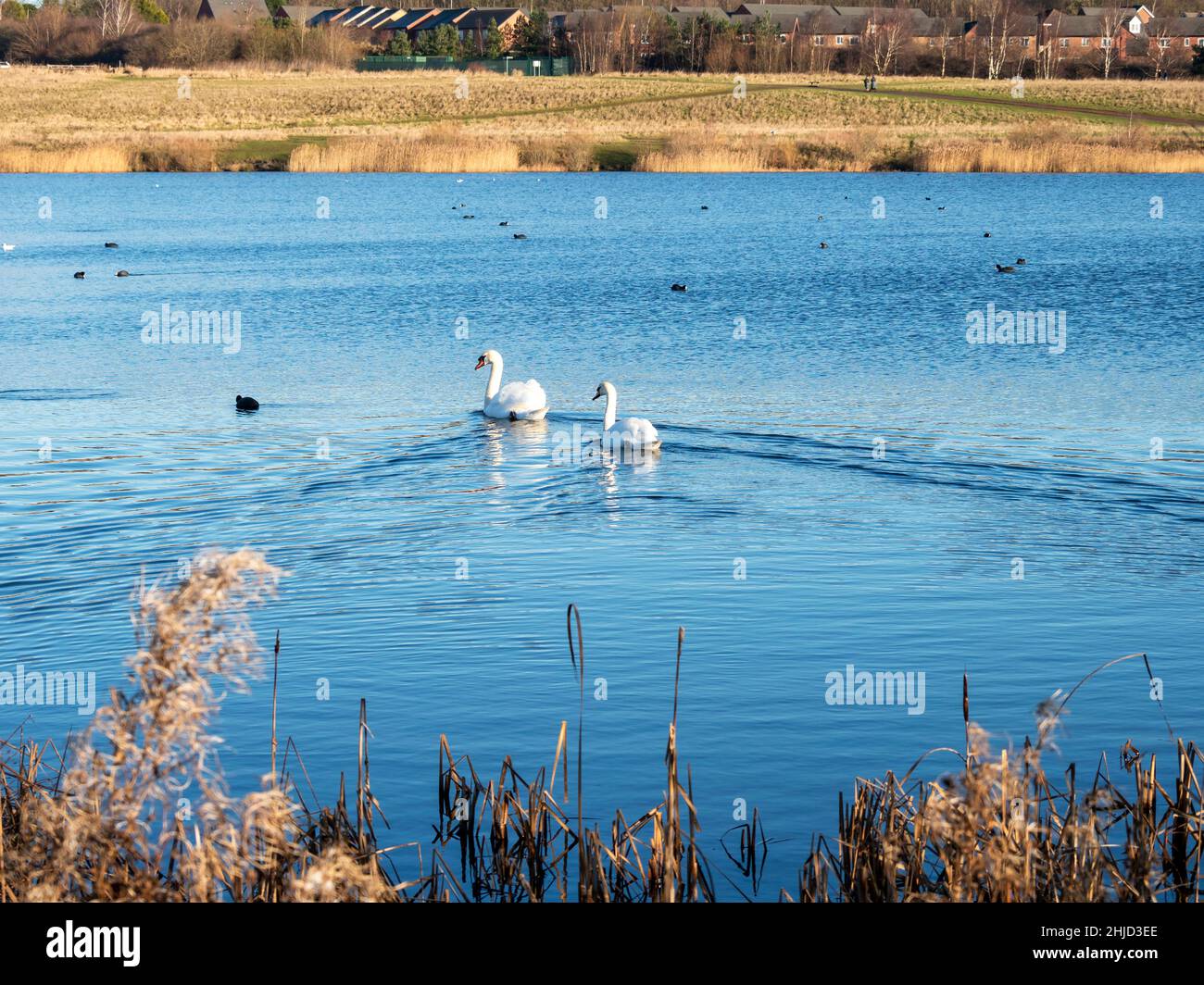 Zwei stumme Schwäne, die auf einem Teich wegschwimmen Stockfoto