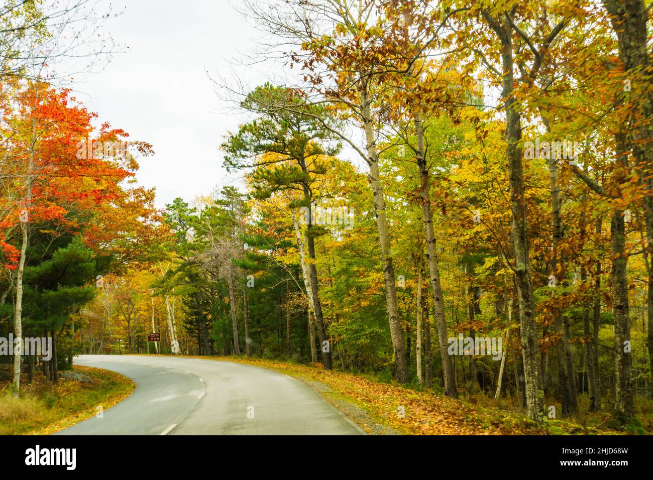 Fahren Sie im Herbst durch den Acadia National Park Stockfoto