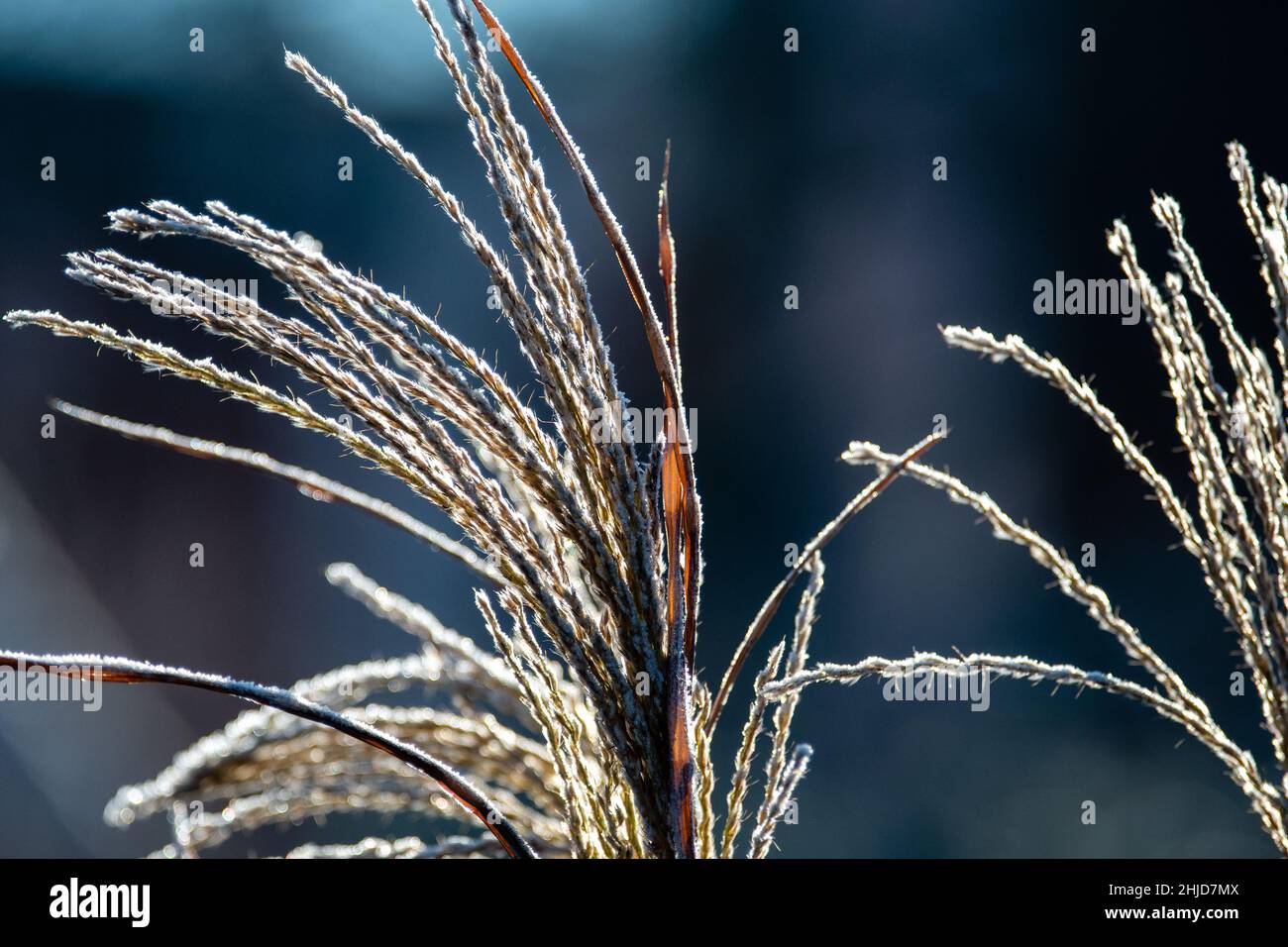 Gartenpflanze Zierschilf mit Frost bedeckt Stockfoto