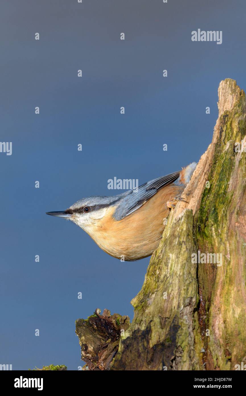 Der eurasische Nuthatch oder Holznuthatch (Sitta europaea) Ist ein kleiner Singvogel, der überall in der Paläarktis und gefunden wird In Europa Stockfoto