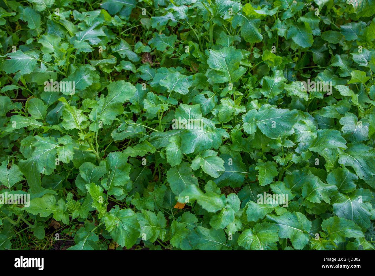 Senfpflanzen gewachsenen -Fotos und -Bildmaterial in hoher Auflsung  Alamy