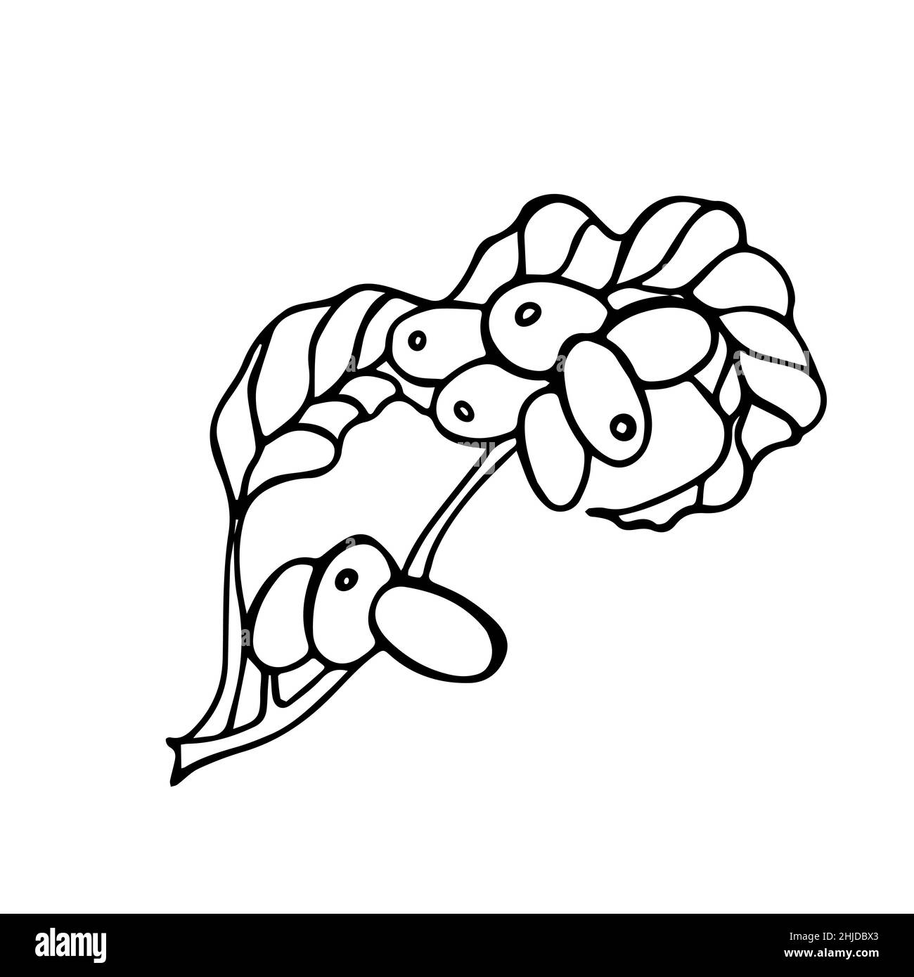 Isolierte, handgezeichnete schwarz-weiße Illustration eines Kaffeestastes mit Bohnen. Symbol und Zeichen für Café oder Produkte Stock Vektor