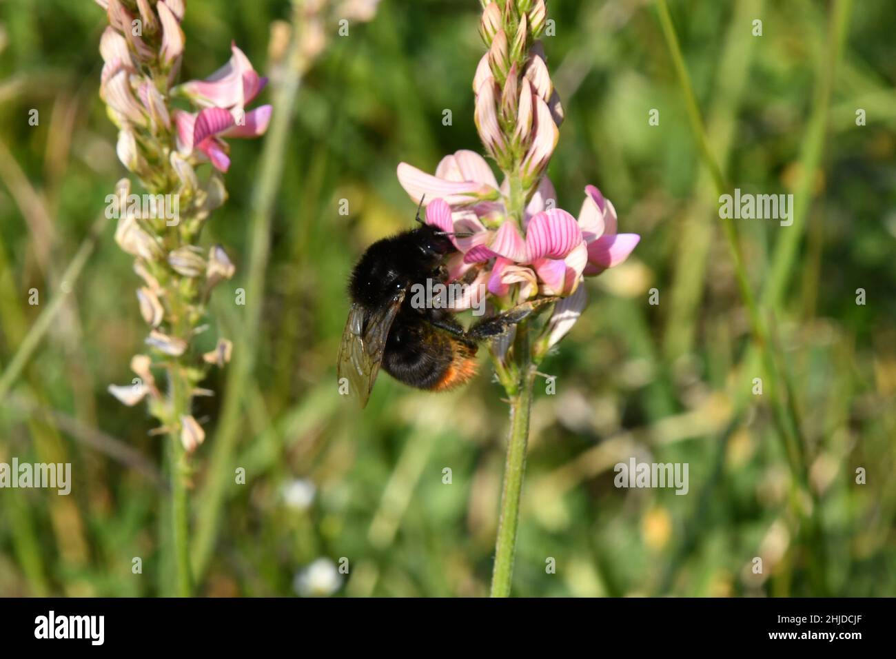 Eine Bumble Bee, die Nektar aus einem Sainfoin 'Onobrychis vicifolia'extrahiert, die gleichzeitig die Blüte bestäubt.Sainfoin wird als Futterpflanze auf Lim angebaut Stockfoto