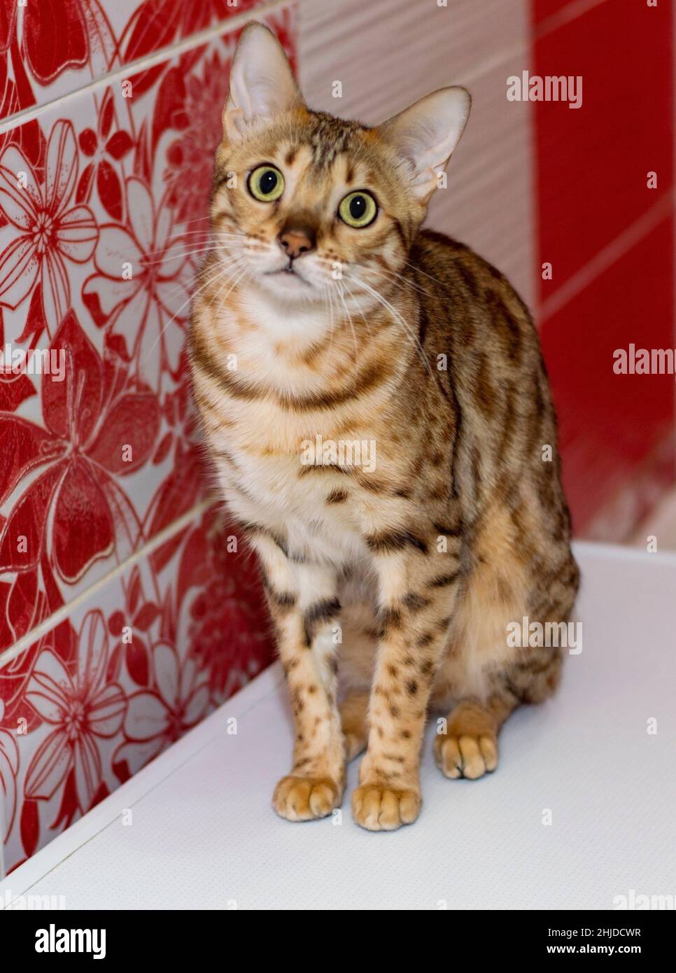 Bengalkatze goldene Rosetten Farbe, Thema Katzen, Kätzchen und Katzen im Haus, Haustiere ihre Fotos und ihr Leben Stockfoto