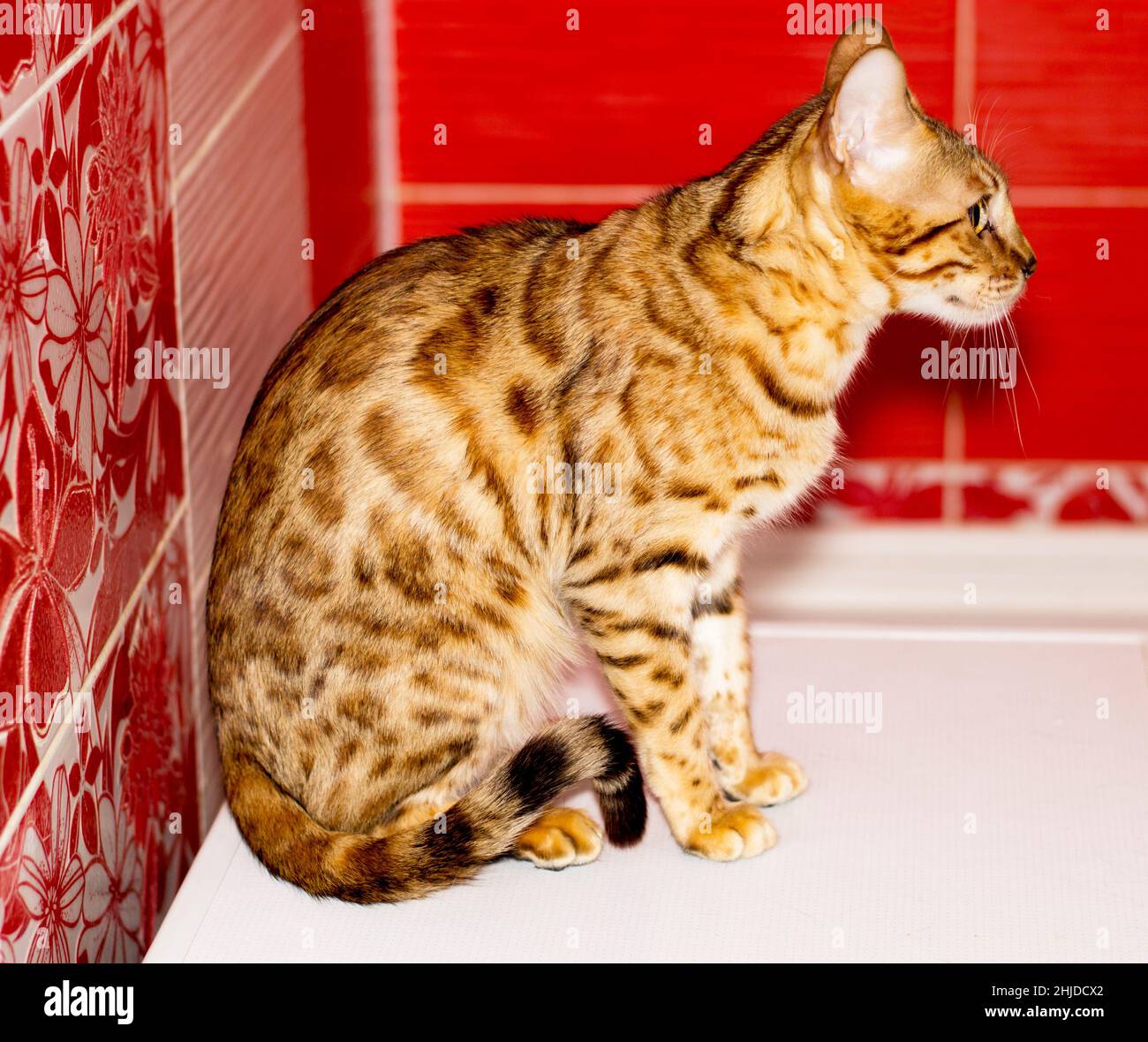 golden bengal Katze sitzen, Thema Katzen, Kätzchen und Katzen im Haus, schöne Haustiere ihre Fotos und ihr Leben Stockfoto