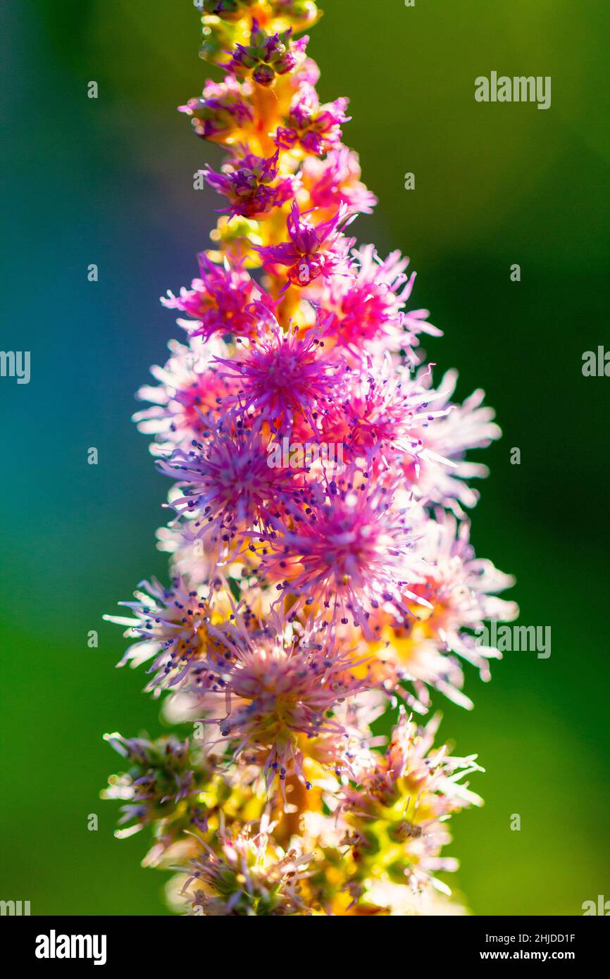 Chinesische Astilbe, lateinischer Name Astilbe chinensis, allgemein bekannt als falscher Ziegenbart. Blume auf unscharfem Hintergrund. Stockfoto