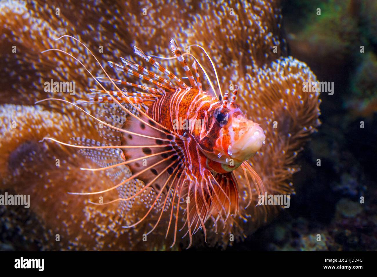 Pterois, giftiger Meeresfisch, allgemein bekannt als Löwenfisch. Stockfoto