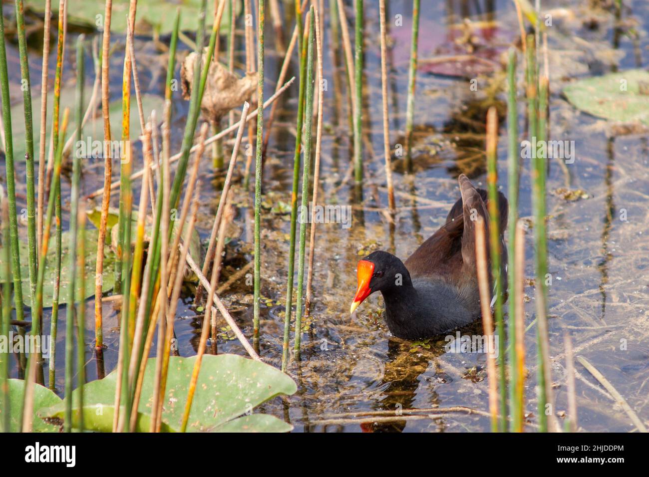 Gemeinsame Gallinule Stockfoto