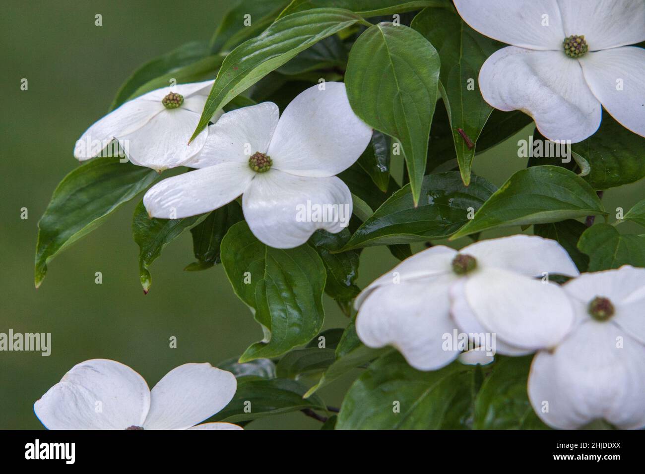 Blüten Hartriegel Stockfoto