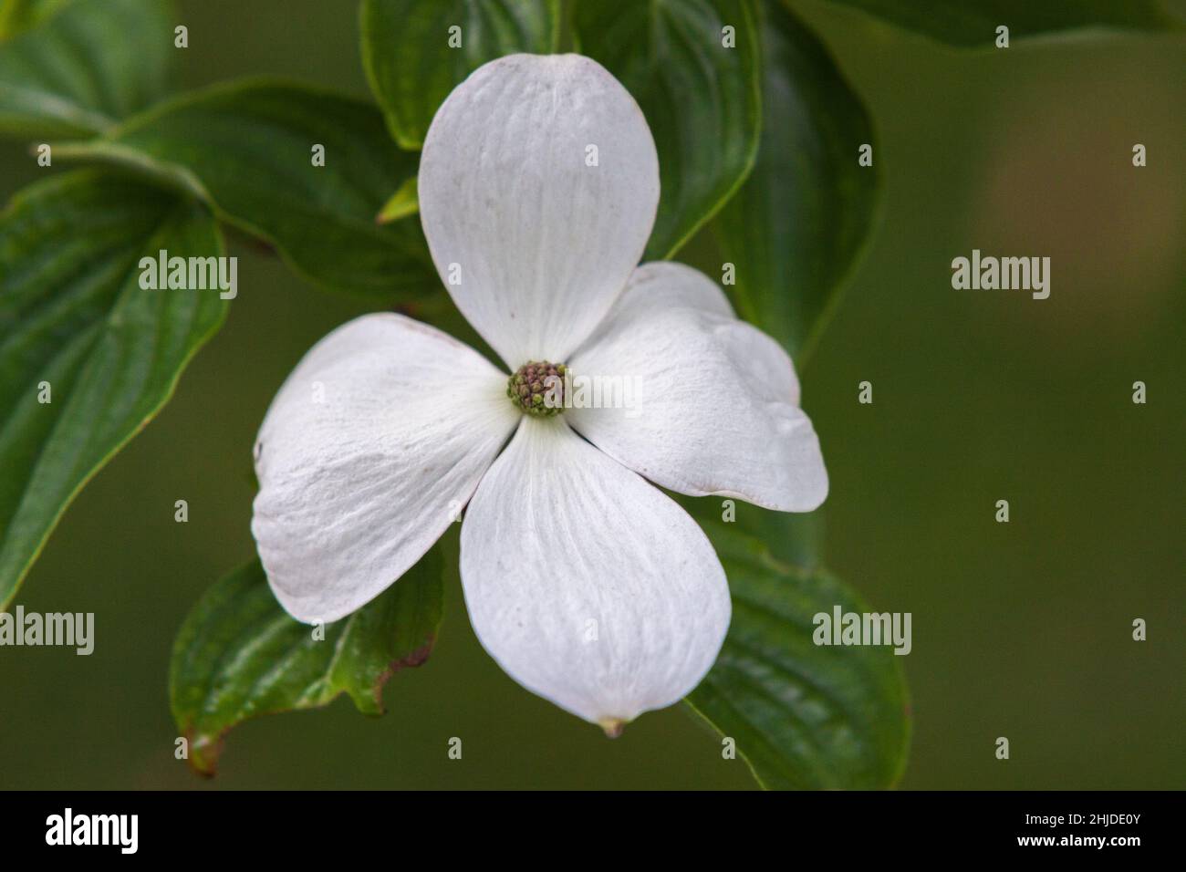 Einheimischer blühender Dogwood in Missouri. Stockfoto