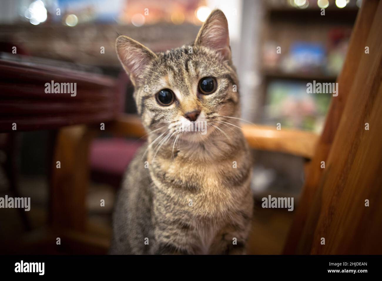 Tabby kiten schaut neugierig an Stockfoto