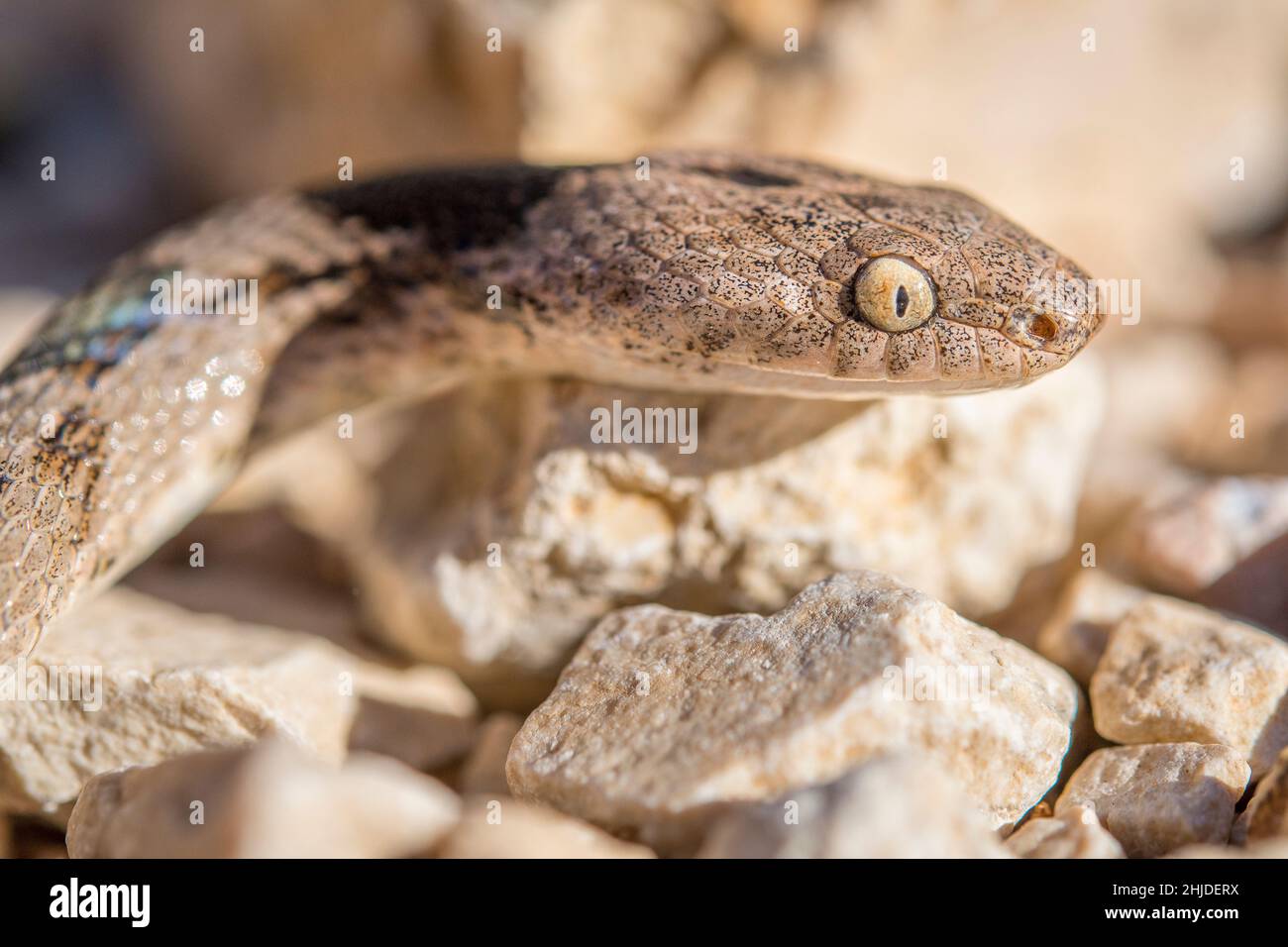 Europäische Katzenschlange (Telescopus fallax). Stockfoto