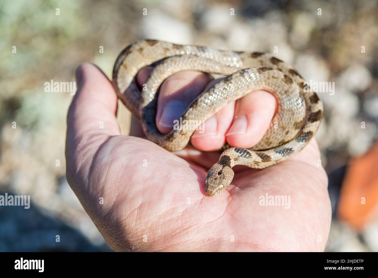 Europäische Katzenschlange (Telescopus fallax). Stockfoto
