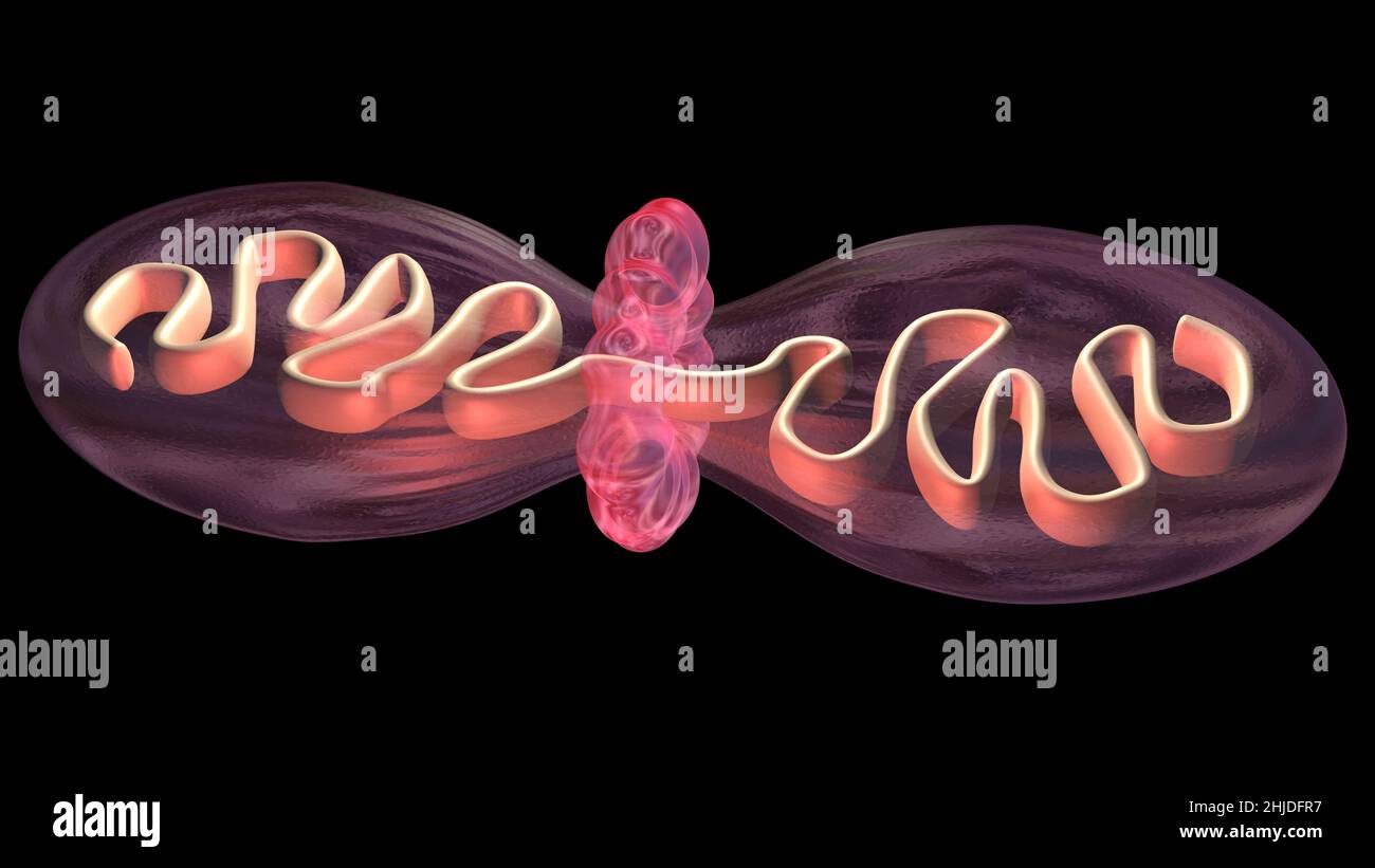 Zellteilung . Mitochondrien-Spaltung, DNA-Replikation. 3D Darstellung rendern Stockfoto