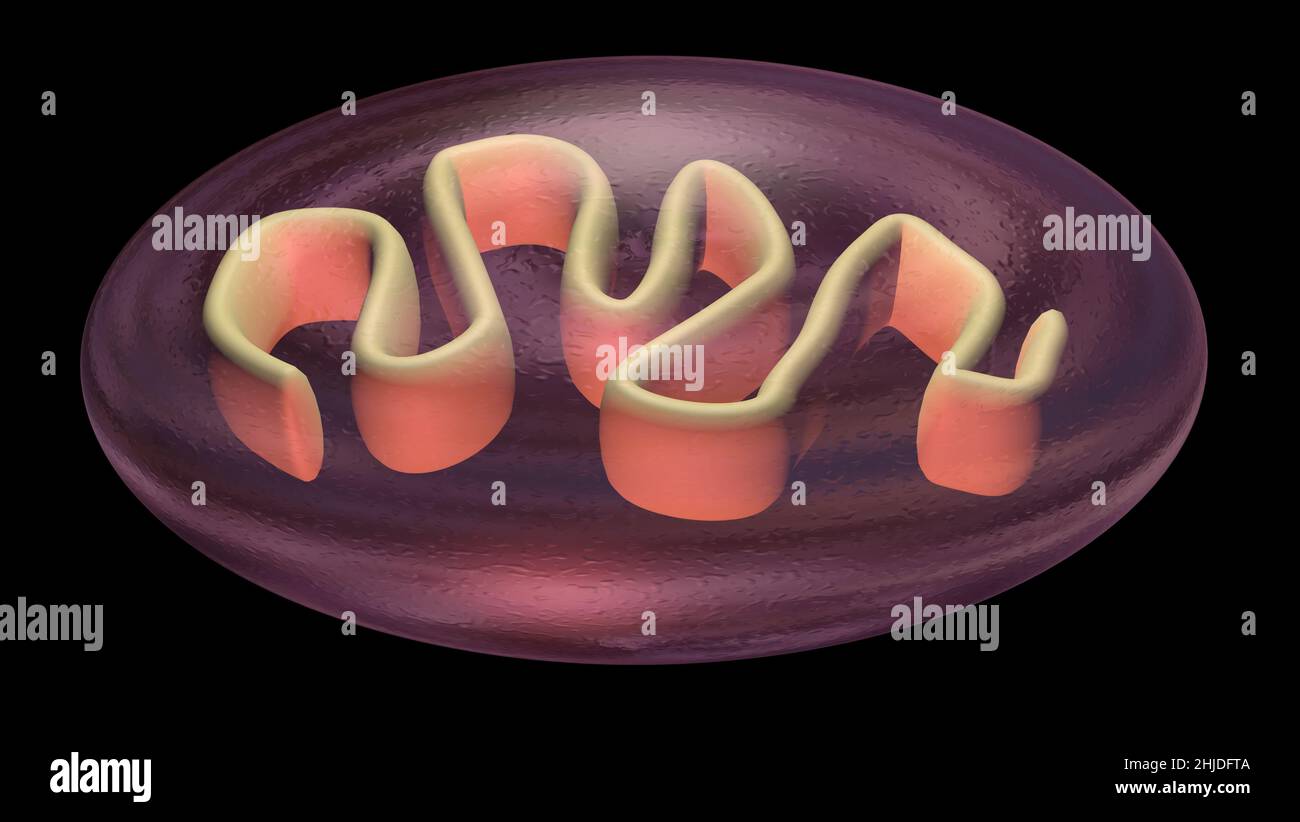 Zellteilung . Mitochondrien-Spaltung, DNA-Replikation. 3D Darstellung rendern Stockfoto