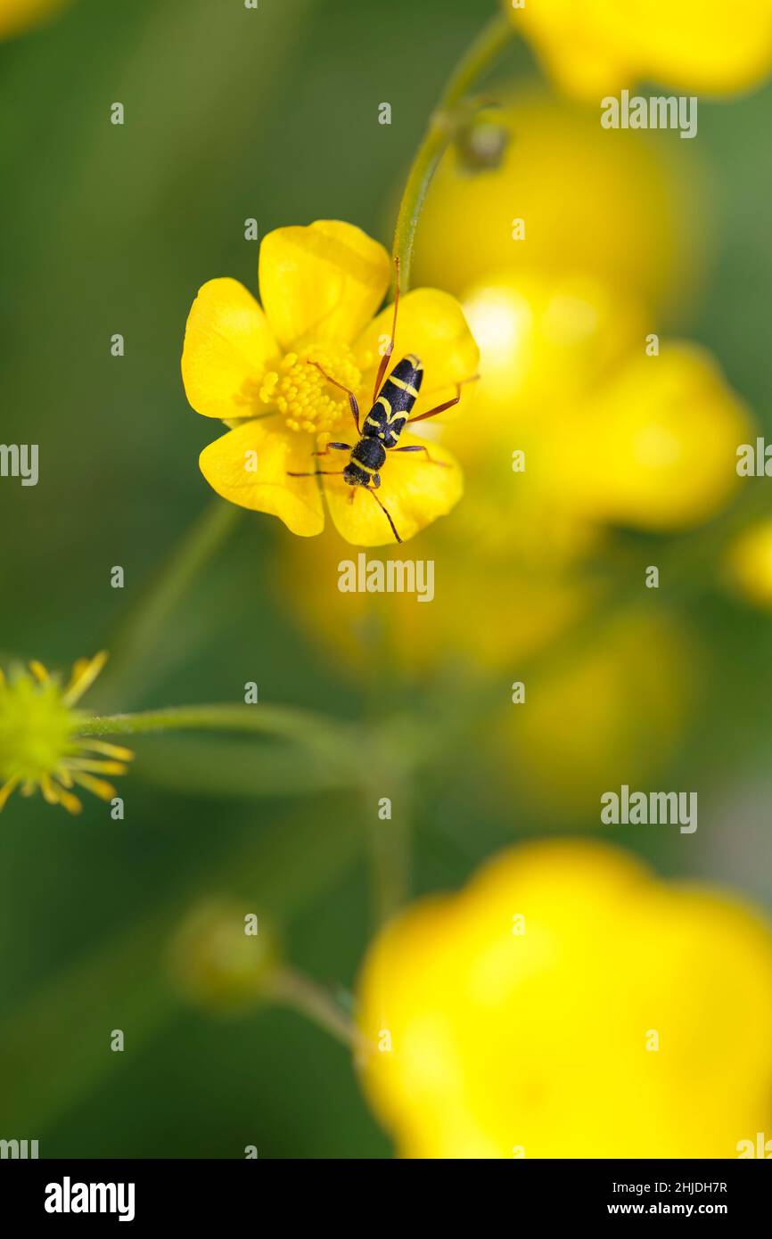 Der Longhorn-Käfer Clytus arietis sitzt auf einer gelben Blume Stockfoto