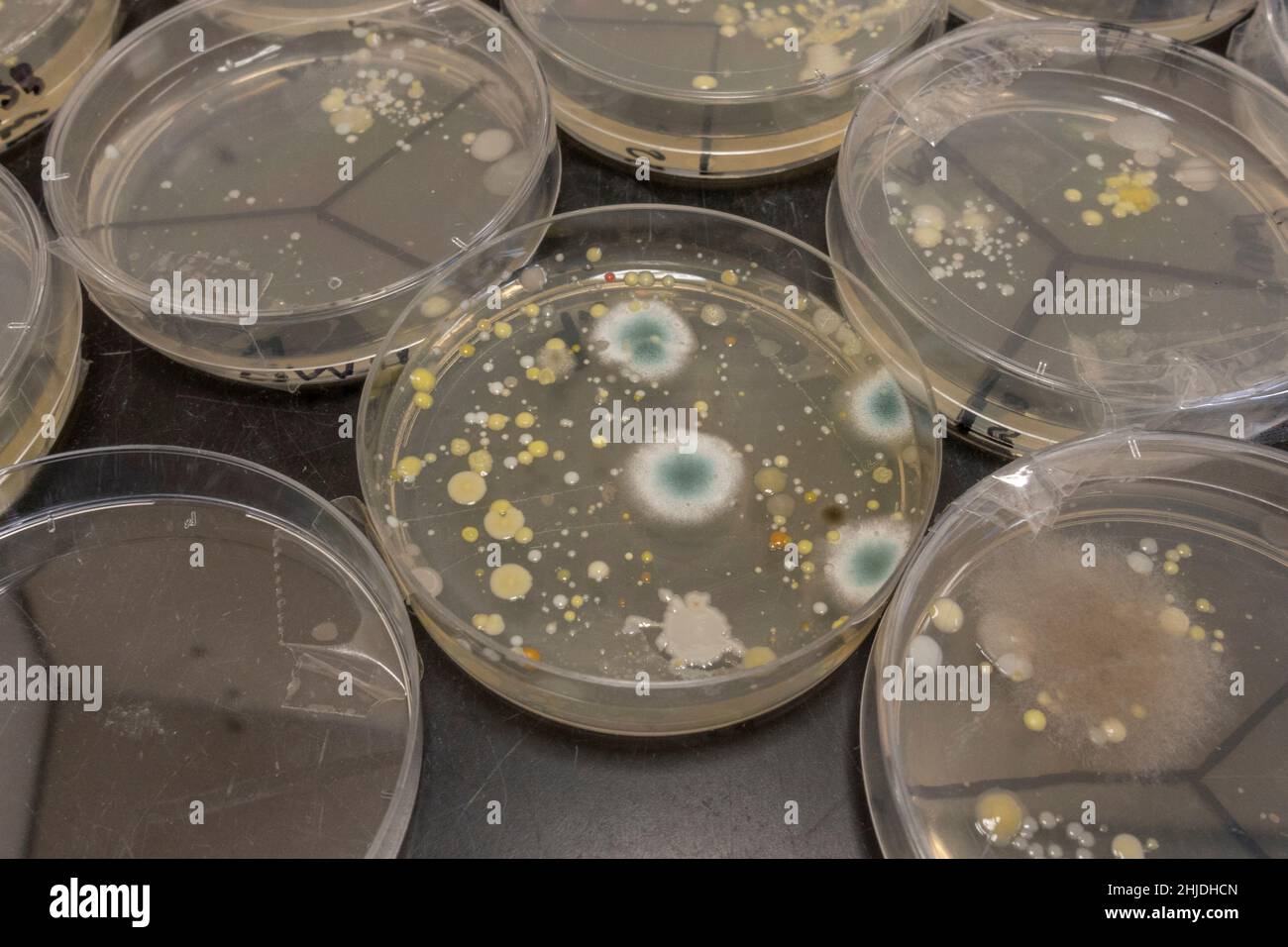 Agar-Platten Petrischalen mit Bakterien Sporenwachstum nach Großbritannien Sekundarschule Biologie Lektion untersucht Händewaschen. Stockfoto