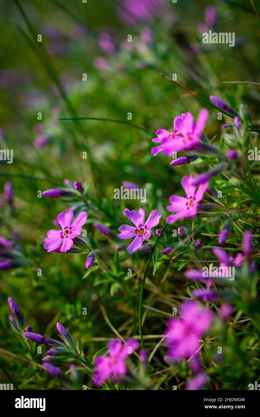 Phlox douglasii, gewöhnlicher Name tufted phlox oder Columbia phlox, eine Art von mehrjährigen Kraut. Stockfoto