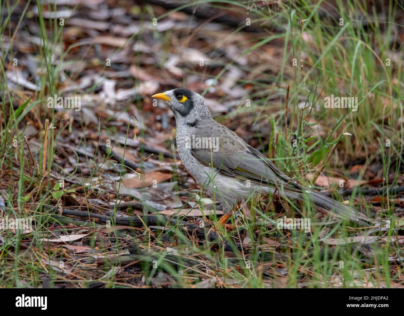 Noisy Miner Bird, Manorina melanocephala auf der Nahrungssuche am Boden Stockfoto