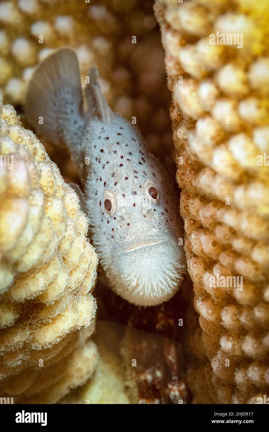 Caracanthus Fotos und Bildmaterial in hoher Auflösung Alamy