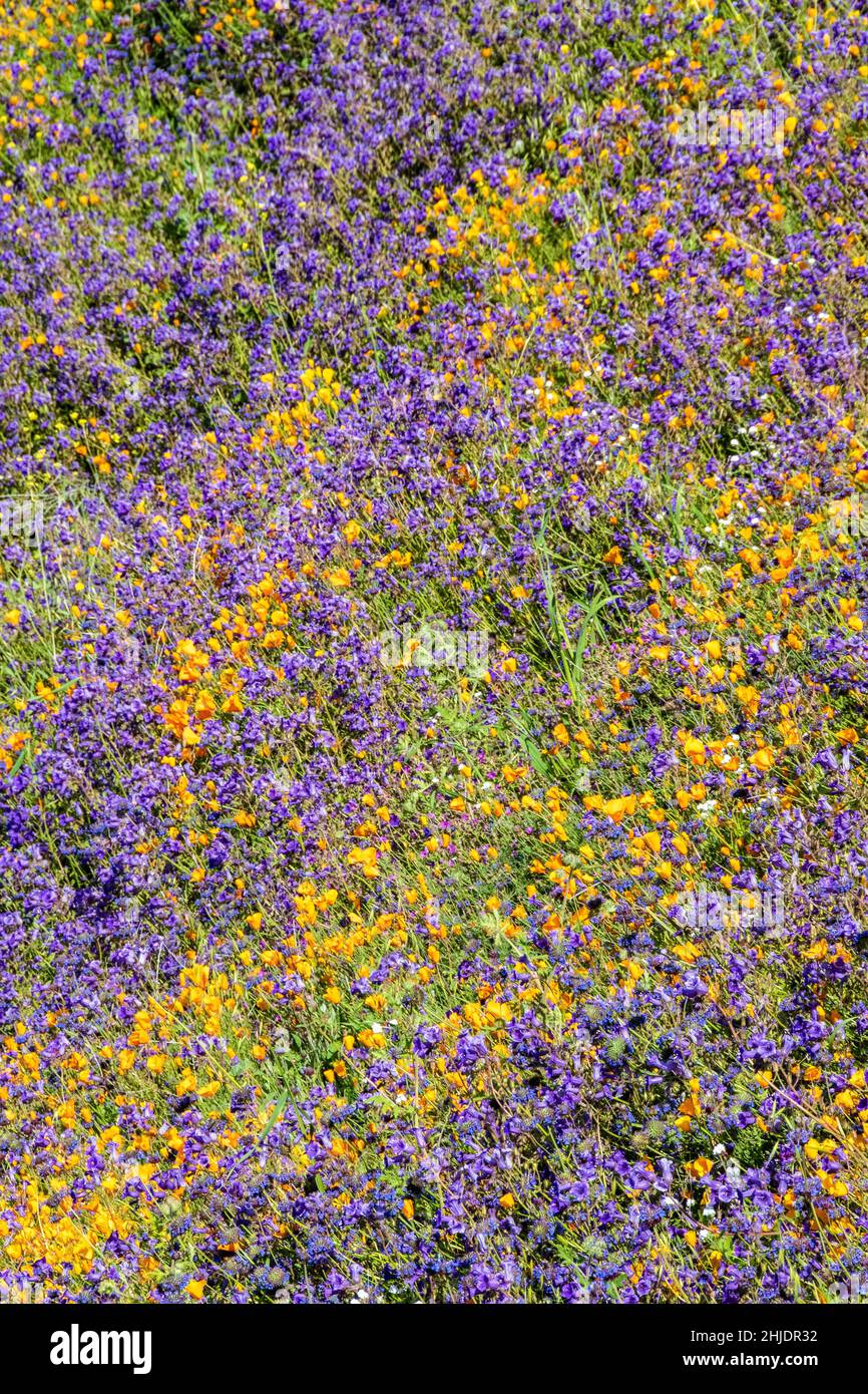 Die Wüste Südkaliforniens platzte während der Superbloom 2019 in Farbe. Lake Elsinore, Kalifornien, USA Stockfoto