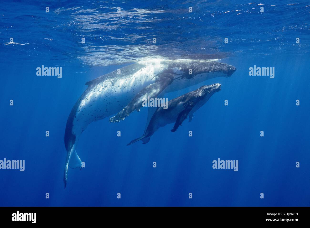 Mutter und Kalb Buckelwale, Megaptera novaeangliae, Oberfläche zum Atmen. Moorea, Französisch-Polynesien, Pazifischer Ozean Stockfoto