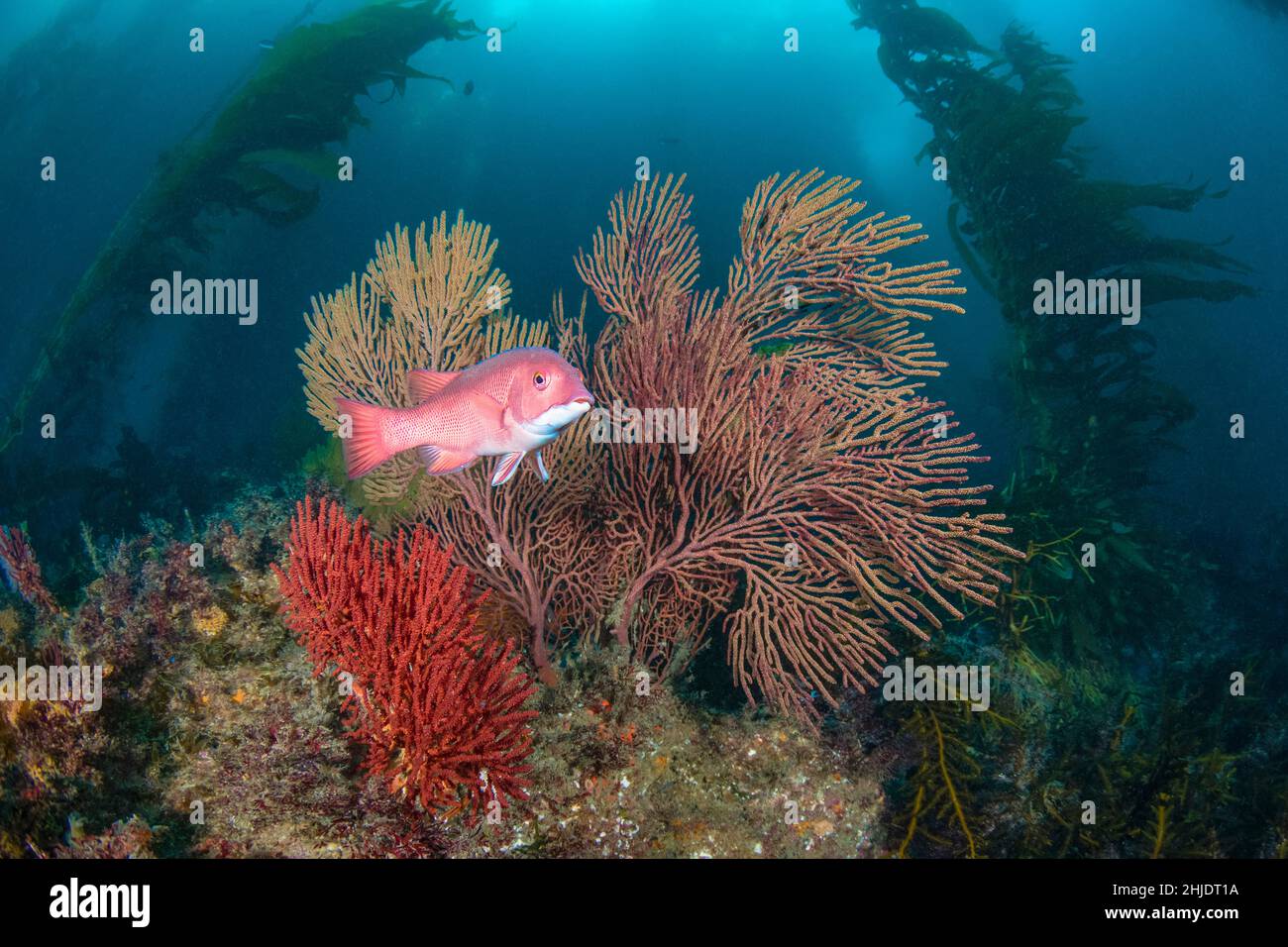 Ein weiblicher pazifischer Sheephead, Semicossyphus pulche, schwimmt zwischen Gorgonien-Korallen in einem Wald aus Riesenkelch, Macrocystis pyrifera. Catalina Island, Calif Stockfoto