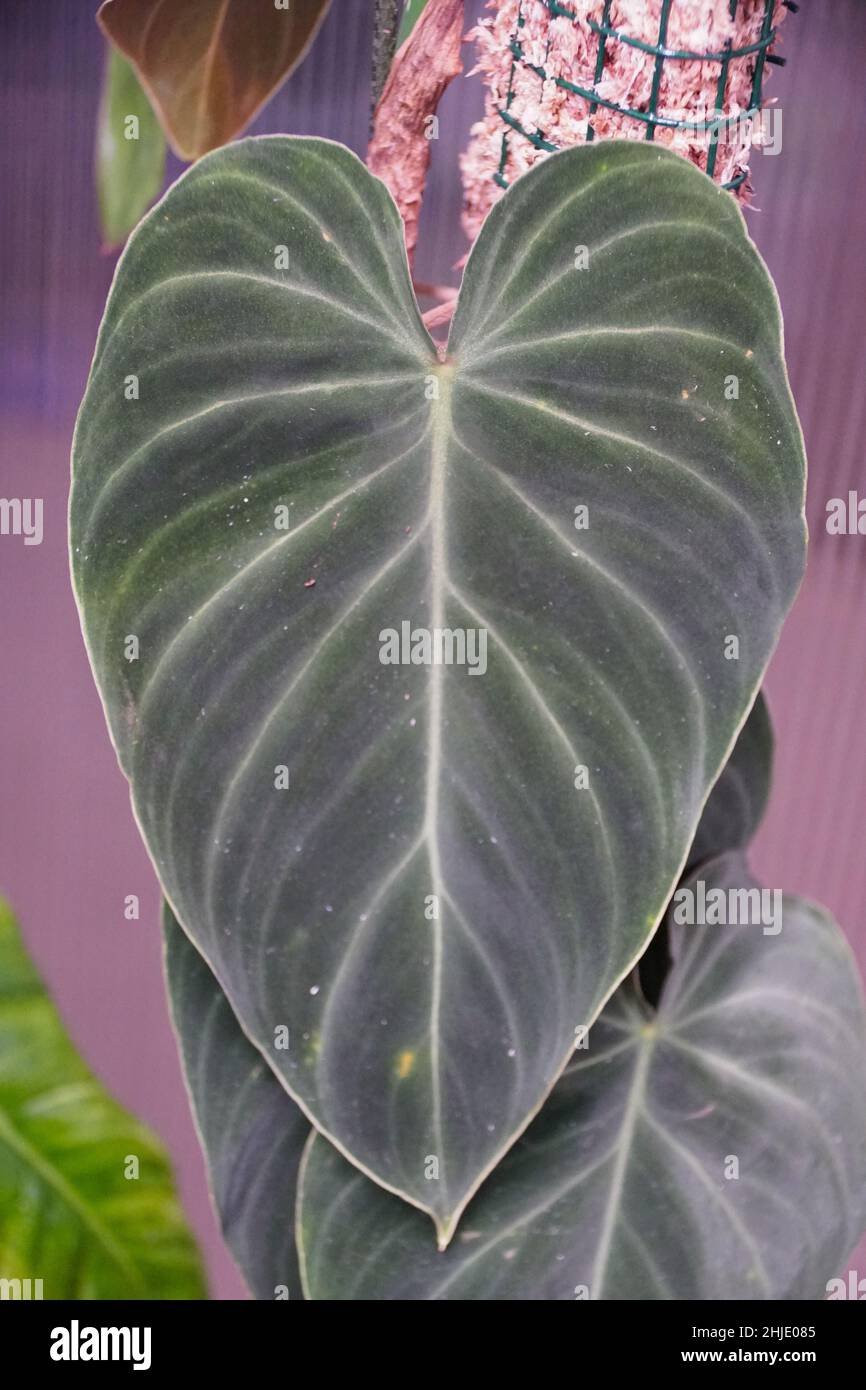 palm areca plant 6-8ft Areca Palm main image 0