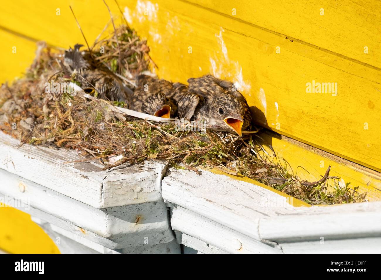 Nachtigallen. Küken im Nest mit offenem Schnabel. Luscinia Stockfoto