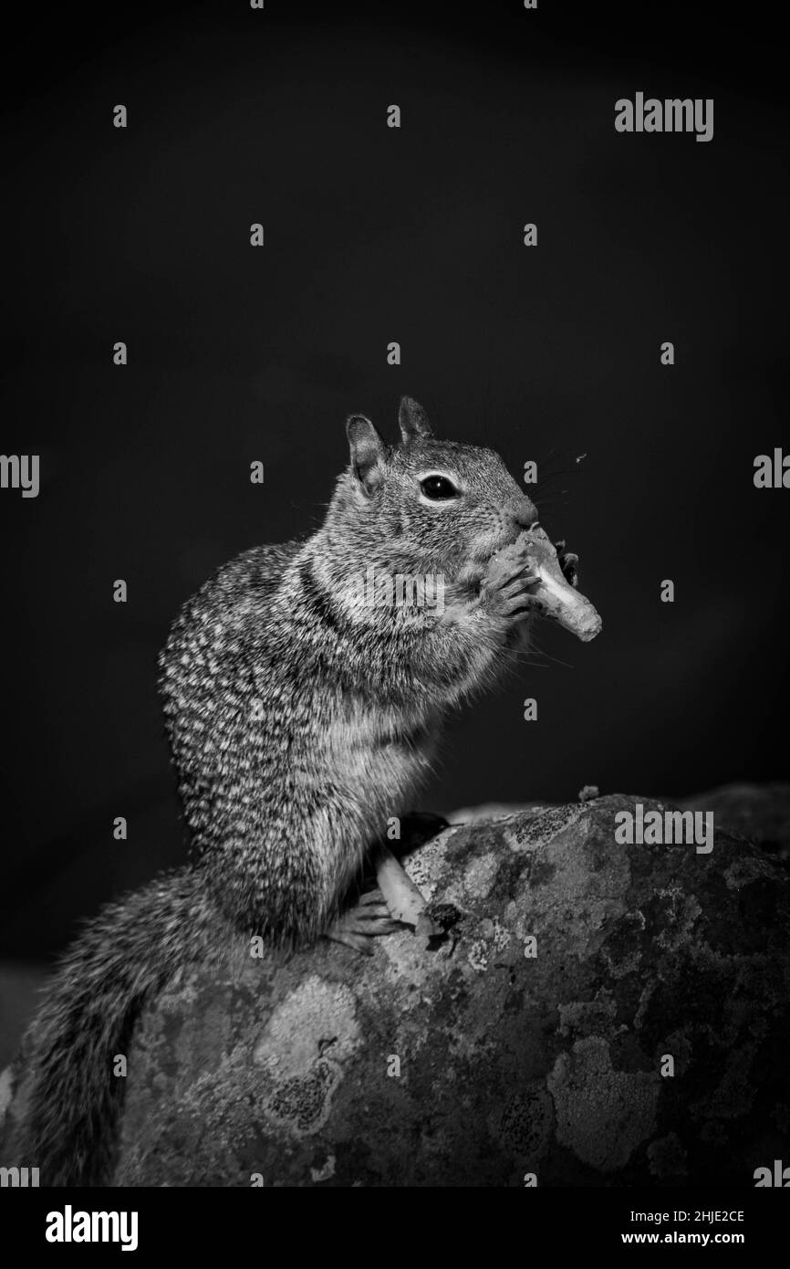 Vertikales Schwarz-Weiß-Foto eines Eichhörnchens auf einem Felsen, das eine Nuss frisst Stockfoto