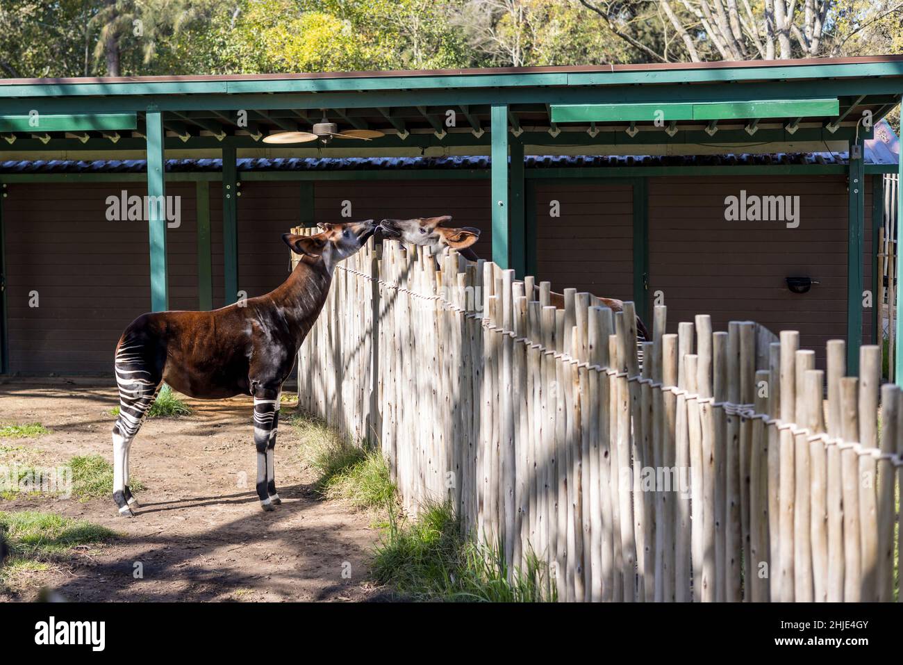Okapi-Paar, das über einen Zaun geht, der sozial ist und sich gegenseitig annaschelt Stockfoto
