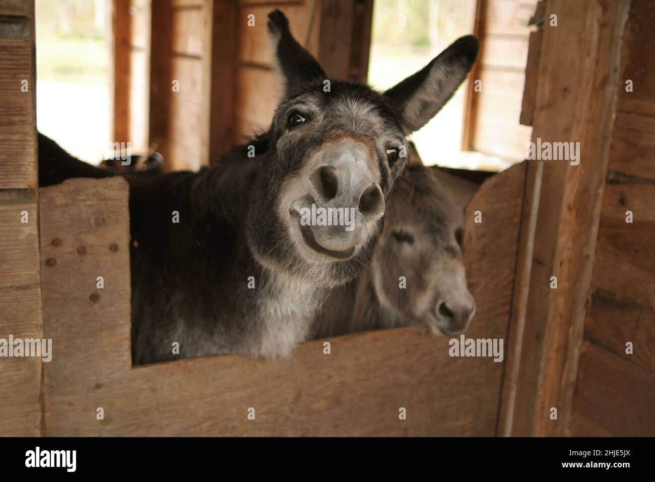 Einer von einem Paar Esel grinst humorvoll, während er über seine stabile Tür schaut Stockfoto
