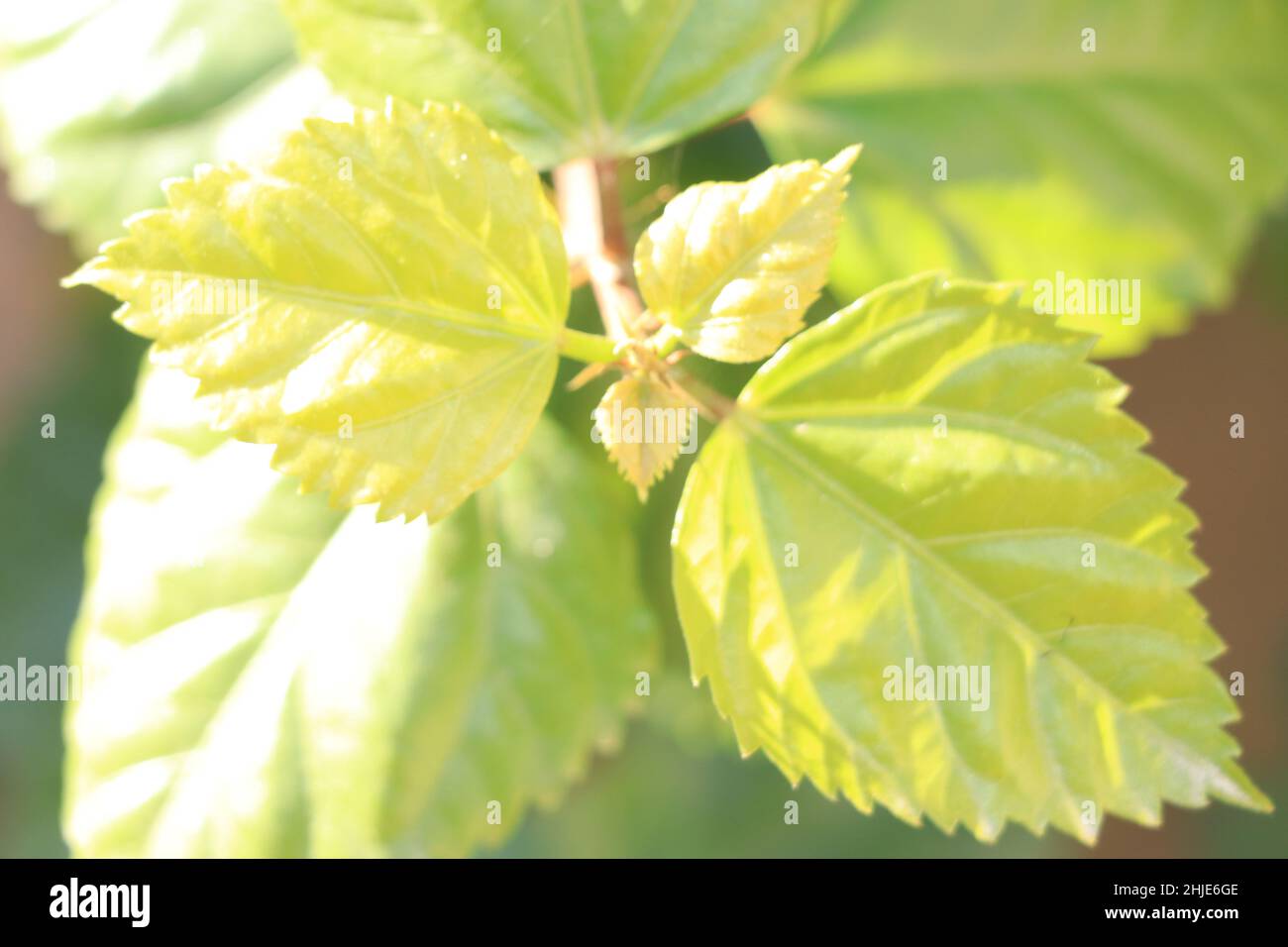 Grünblatt Pflanze Draufsicht Stockfotografie - Alamy